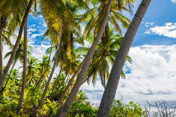 Tropical beach on Maldives island. Travel banner with palms and sunny blue sky