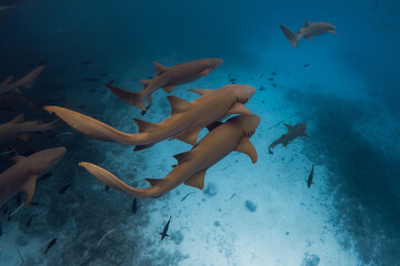 Swimming with a lot of nurse sharks in tropical blue ocean. Sharks in Maldives