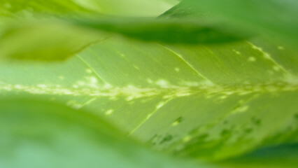 Close up of nature green leaf background. Macrophotography.