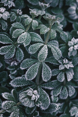  Frosted tips of green leaves on plants .