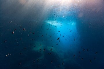 Fish Pont Del Petroli Minorca underwater group animal beauty uw dive art - obrazy, fototapety, plakaty