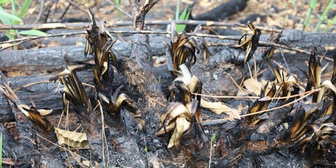 Plants and grass starts growing again after wildfire