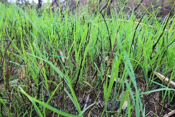 Plants and grass starts growing again after wildfire
