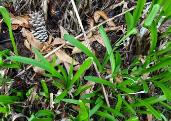 Plants and grass starts growing again after wildfire