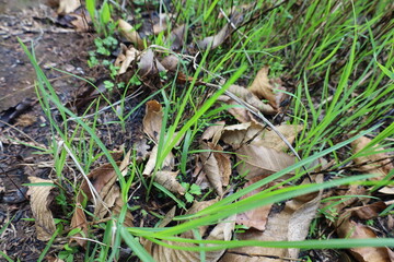 Plants and grass starts growing again after wildfire
