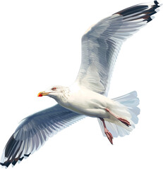 An Illustration of a Seagull