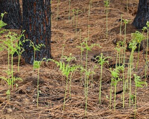 New beginning with fresh plants on the forestground after a wildfire