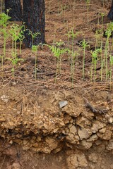New beginning with fresh plants on the forestground after a wildfire
