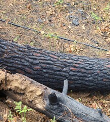 Forest after recent wildfire with burned and scorched tree trunks