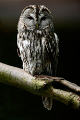 Waldkauz // Tawny owl (Strix aluco)
