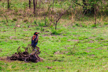 Bateleur (Terathopius ecaudatus) perched on a wildebeest skeleton in Serengeti National park in Tanzania