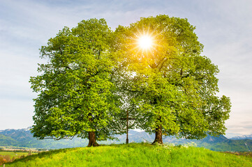 trees on hill against sun in sky