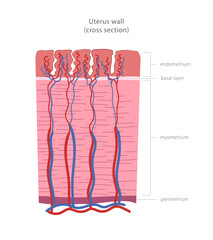 Uterus wall cross section diagram. Uterine layers: perimetrium, myometrium, endometrium.
