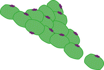 みかん（mandarin orange）