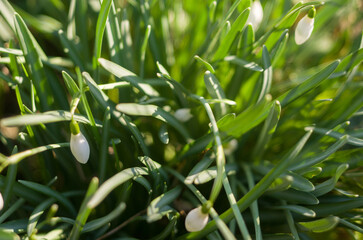 White snowdrop flowers in the forest in the bright sun sway in the wind