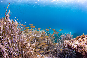 Fototapeta na wymiar bank of fish swimming mediterranean sea beautiful underwater portrait uw