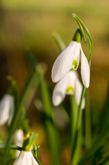 White snowdrop flowers in the forest in the bright sun sway in the wind