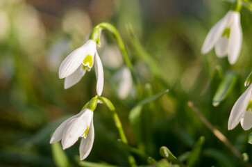 White snowdrop flowers in the forest in the bright sun sway in the wind