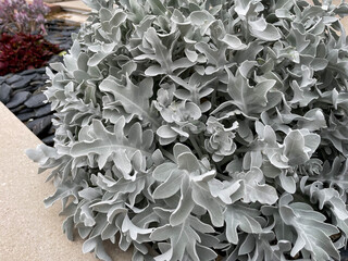 Beautiful exotic plant Jacobaea maritima with silver grey leaves directly above view