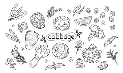 Fototapeta na wymiar Line icon different Cabbage vector illustration. Design for kale day, healthy food, day, recipes.
