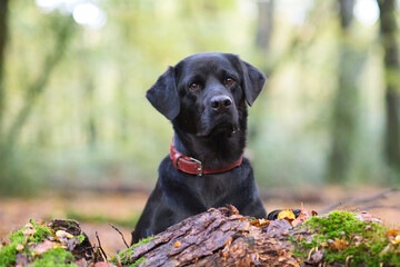Black labrador retriever dog in the autumn forest. Selective focus.