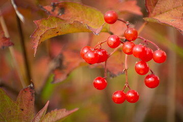 Red guelder rose fruits on a branch, view in late September