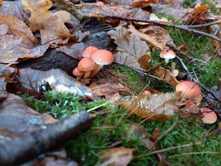Poisonous orange mushrooms grow in the green moss. Collection of mushrooms in the forest in autumn....
