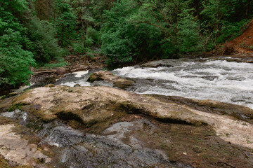 River Stream over the Rocks in the Lacamas Forest