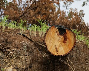 Forest after recent wildfire with burned and scorched tree trunks