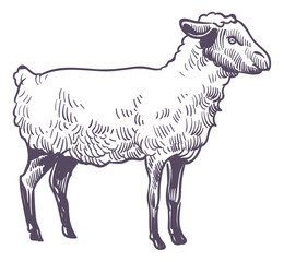 Lamb sketch. Farm animal. Hand drawn sheep
