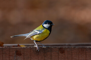 cute little bird in yellow black colors,Great Tit, Parus major
