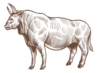 Bull sketch. Hand drawn cattle. Farm animal