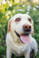Close up of a cut golden labrador retriever in nature. A beautiful domestic dog