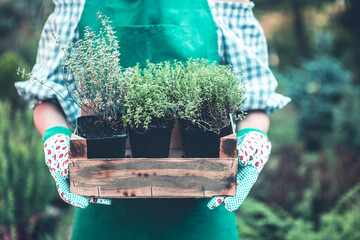 Female hands in the gloves holding young sprouts in a wooden box in the garden