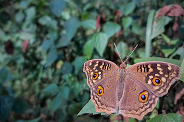 butterfly on a leaf