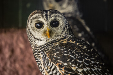 owl