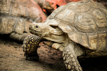 Fototapeta premium turtle on the rock