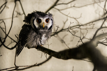 owl