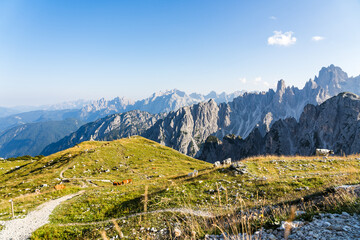 Obraz premium Cows on a meadow in the Dolomites in the Italian Alps on a sunny afternoon