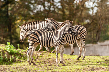 Fototapeta na wymiar zebra