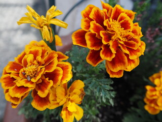 マクロで撮ったマリーゴールドの花