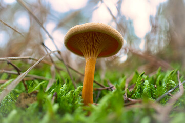 Orange filigree mushrooms in moss on forest floor. Macro view from the habitat