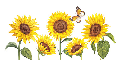 Watercolor sunflower seamless border. Floral illustration for paper, stationery, fabric, cards, packaging, scrapbooking. Summer or autumn design. Border on a transparent background