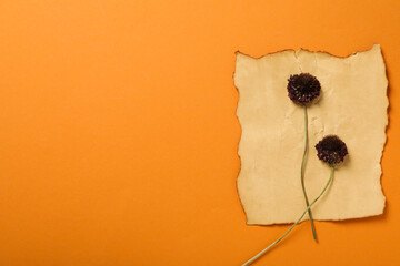 Dried flowers on old paper on orange background, space for text