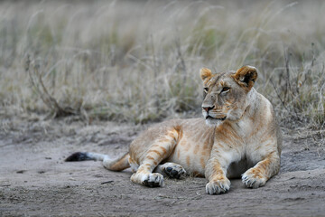 Lion female in the Masai Mara