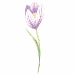 Watercolor violet crocus flower. Isolated hand drawn illustration spring blossom saffron. Floral botanical drawing template for card, print on packaging and tableware, textile and sticker, embroidery