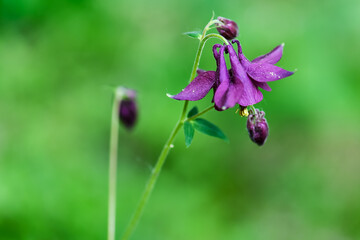 spring flowers