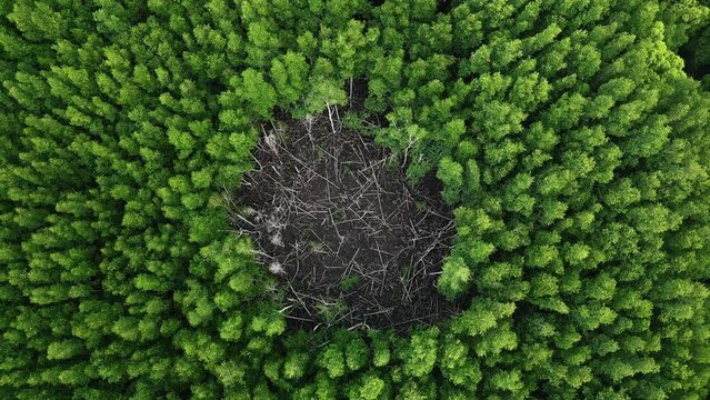 Bird eyeview of wierd circle of dead mangrove forest in Krabi, southern Thailand