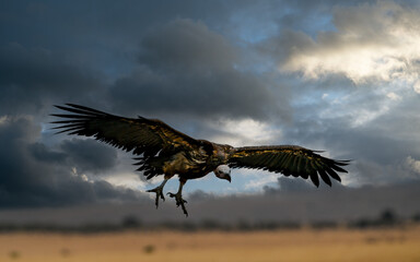 Vulture scavengers looking for a meal