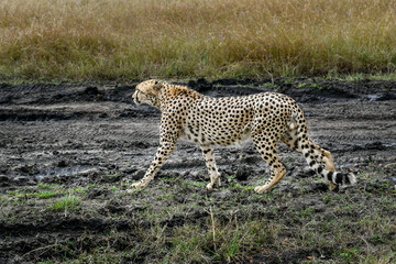 cheetah  in the vast wilderness of Africa © Herbert